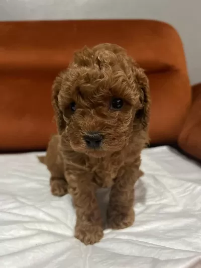 Toy Poodle Yavru Köpekler