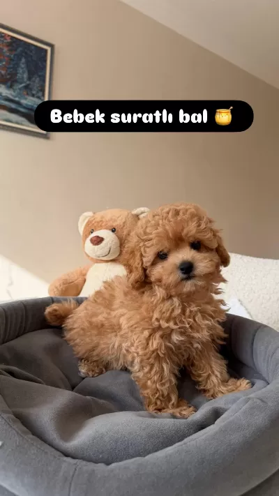 Maltipoo Yavrularımız Kore