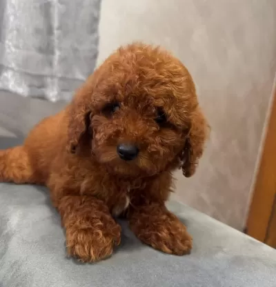 Toy Poodle Yavrularimiz