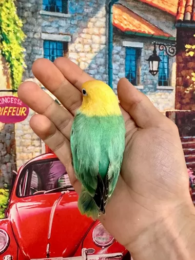 Cennet Papağani Yavru (üst Mutasyon)