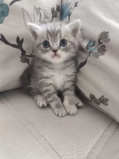 Safkan British Shorthair Yavru
