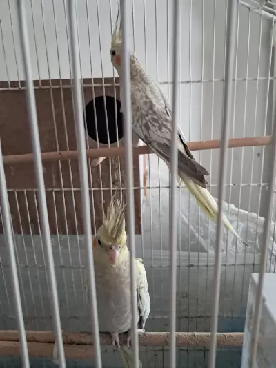 4 Aylık Mükemmel Renk Pearl Sultan Papağanı Yavrular