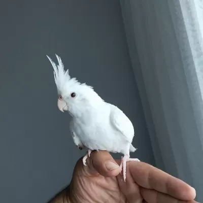 4 5 Aylık Sultan Papağanlar Ele Alışık