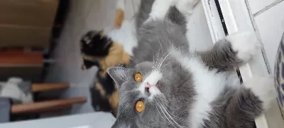 5 Yaşındaki Chinchilla Oğluma Sıcak Bir Yuva