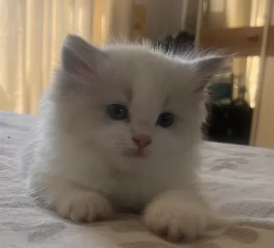 Safkan Ragdoll Yavrular