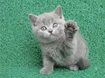 Erkek British Shorthair