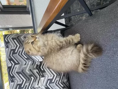 3 Aylık Dişi Scottish Fold
