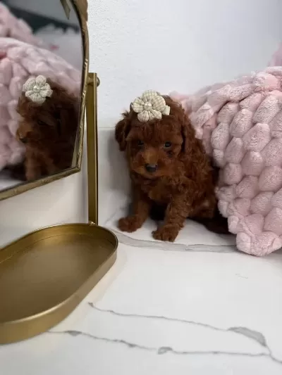 Aşili Karneli Toy Poodle Yavrularimiz