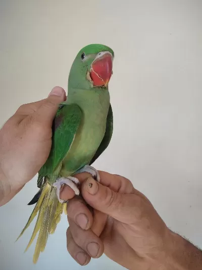 İskender Papağanı Bebek