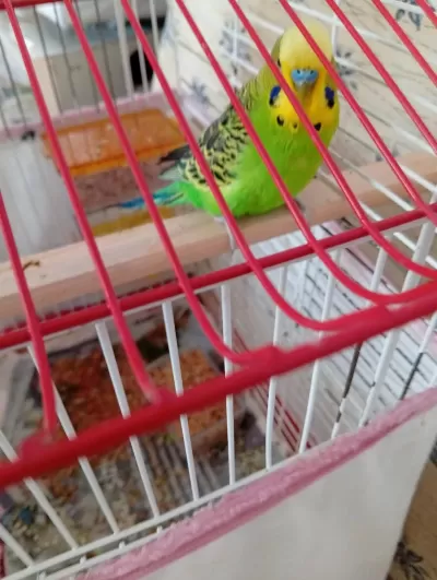 1 Yaşında Kızışmış Erkek Muhabbet Kuşu