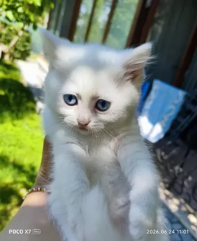 2 Aylık British Shorthair