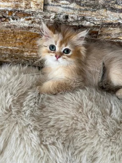 British Longhair Kedisi