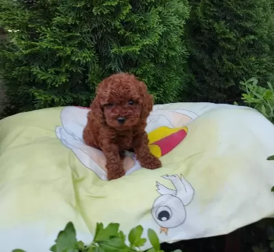 Toy Poodle Yavrular Ruhsatli Köpek Çiftliğinden