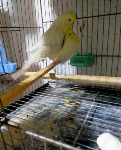 Mükemmel Muhabbet Kuşu Eşler
