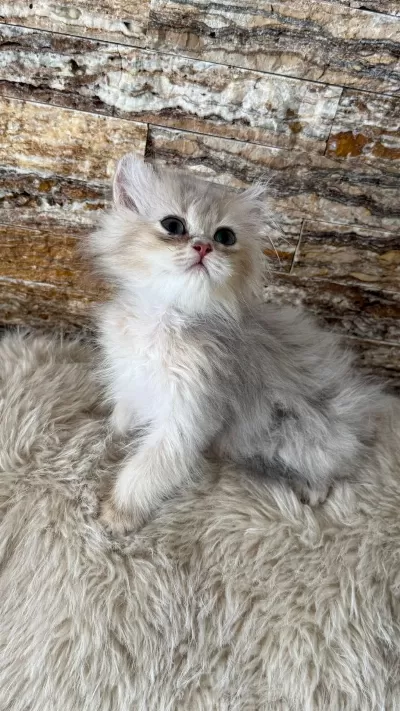 British Longhair Kedimiz