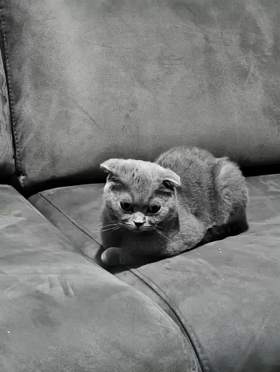Scottish Fold Ücretsiz Sahiplendirme Kedimiz