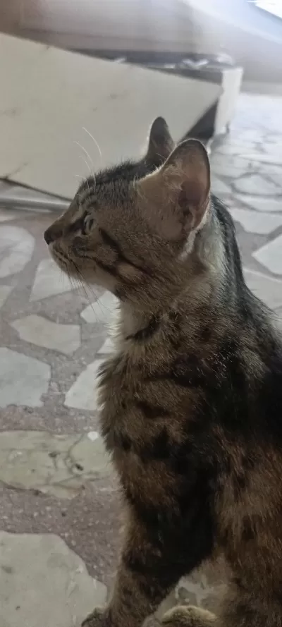 Ücretsiz Sahiplendirme Tekir Pasa