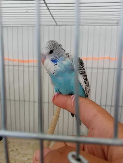 Jumbo Yavru Muhabbet Kuşu