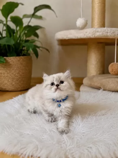 British Longhair Erkek Lynx Point