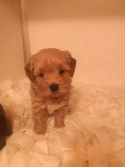 Ev Üretimi A Kalite Maltipoo Yavrularımız