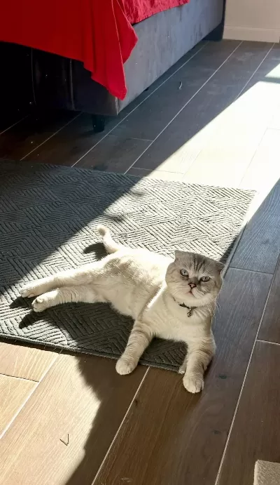 1 Yaşindaki Scottish Fold Oğlumu Sahiplendirmek İstiyorum
