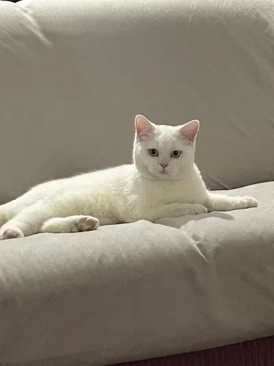 8 Aylık Erkek British Shorthair