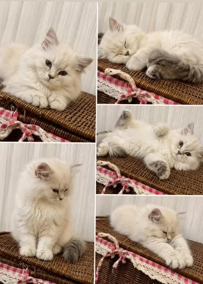 Erkek British Longhair