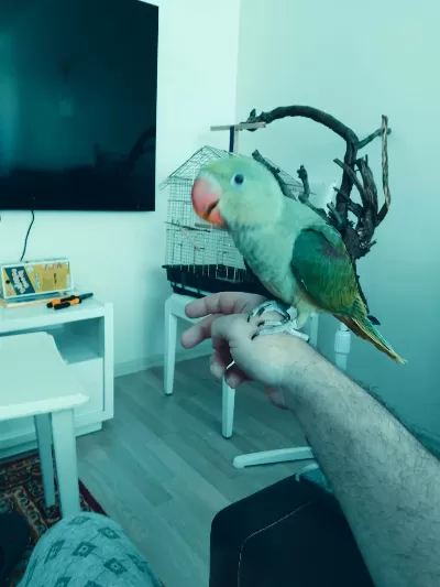 Bebek Alexander Papağanı 4 Aylık