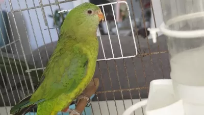 Barraband 7 Aylık Papağanımız