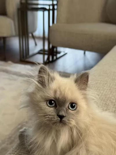 British Longhair Sevimli Kedimiz