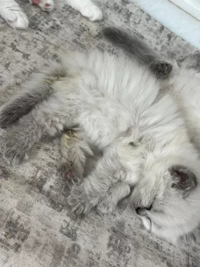 British Longhair Yavrular