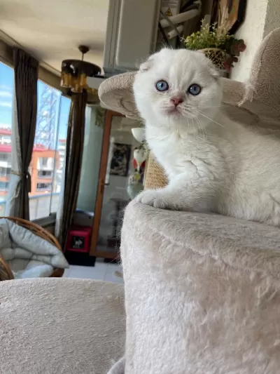 Scottish Fold Yavruları