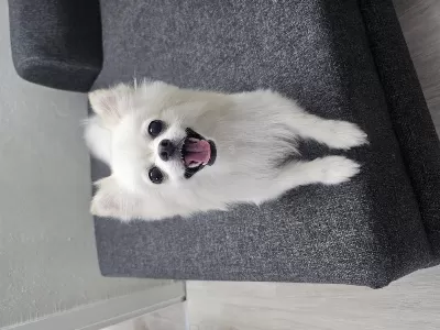 Yavru Pomeranian Ve Anne
