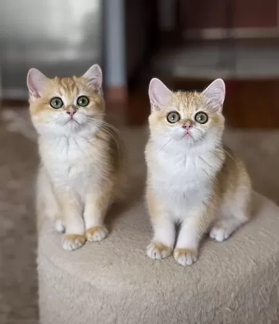 Safkan British Shorthair Golden Dişi Erkek