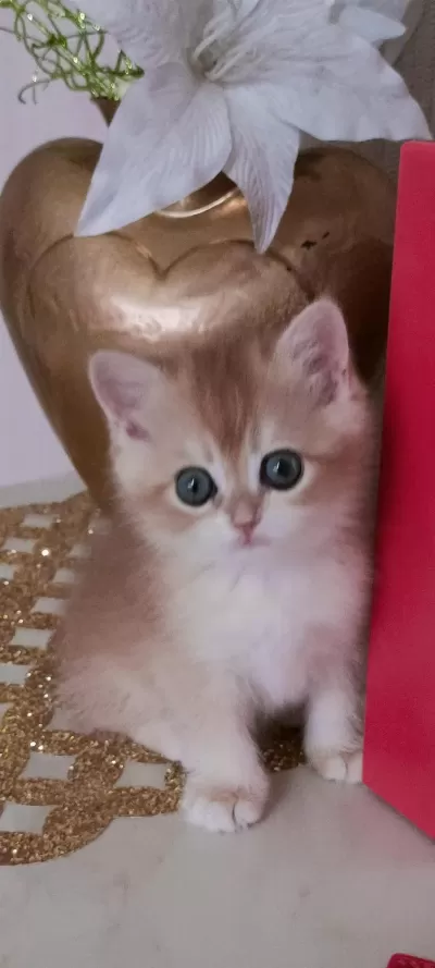 British Shorthair Kedisi