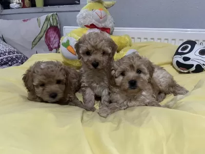 Dişi Erkek Maltipoo Bebeklerimiz