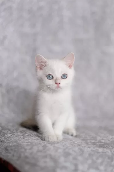 Anne Baba Full Şecereli British Shorthair