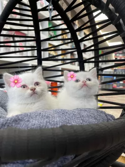 Dişi Beyaz British Shorthair