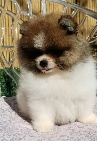 Mini Teddy Face Pomeranian Dişi Yavrularımız