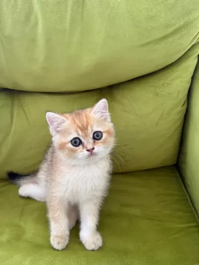 Sağlıklı Sevimli British Shorthairlar