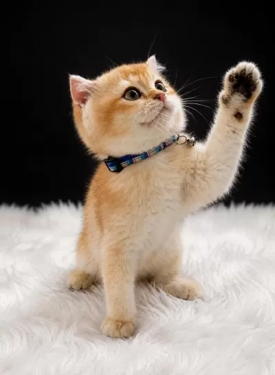 Golden British Shorthair Yavrusu Sevgi Dolu