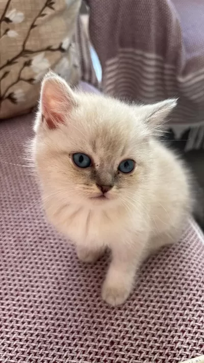 Bluepoint Erkek Dişi Kedimiz