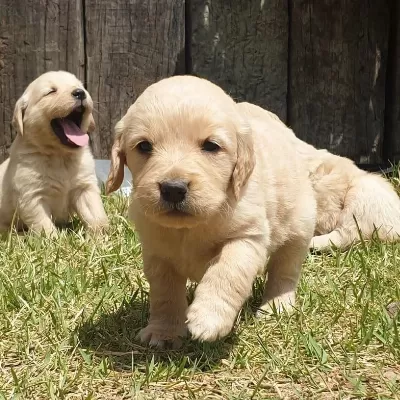 Golden Retriever Yavrulari