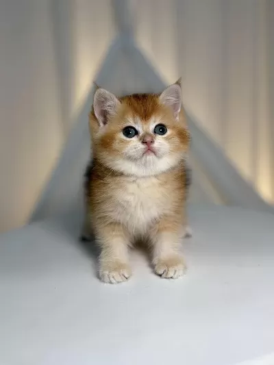 Show Class Golden British Shorthair Prenses