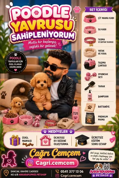 Wc Eğitimli Her Renk Yavrular