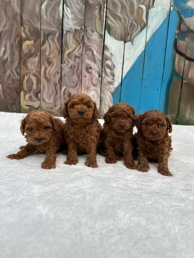 Safkan Orjinal Poodle Bebekler