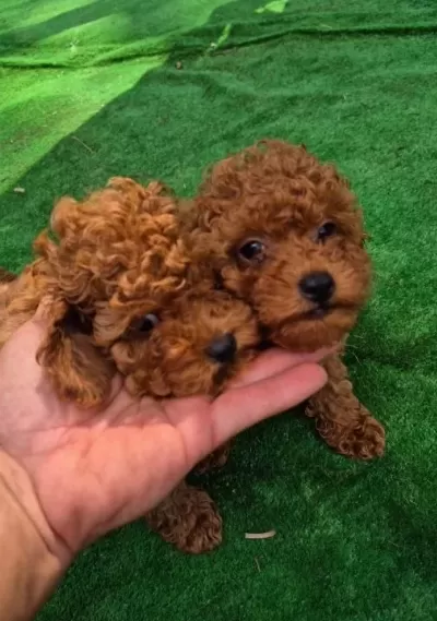Safkan Poodle Yavrular
