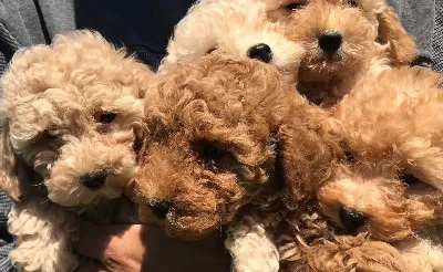 Toy Poodle Yavrularımız