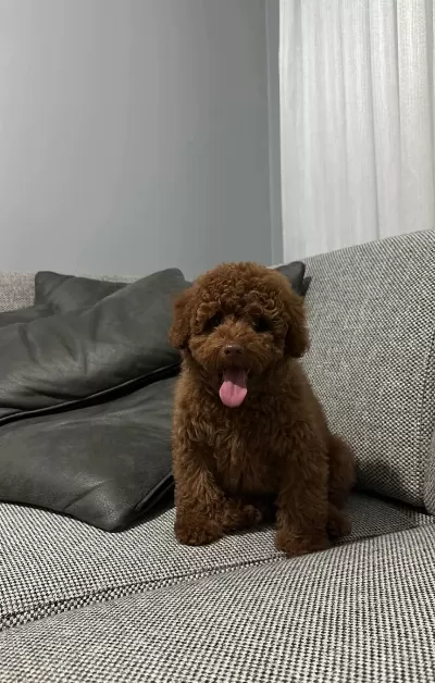 Toy Poodle Yavrularimiz Irk Ve Sağlik Testi̇ Garanti̇li̇