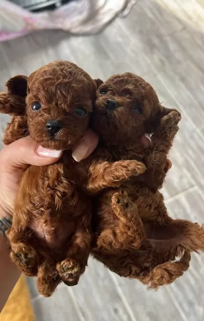 Resmi̇ İşletmeden Kore Toypoodle Yavrulari